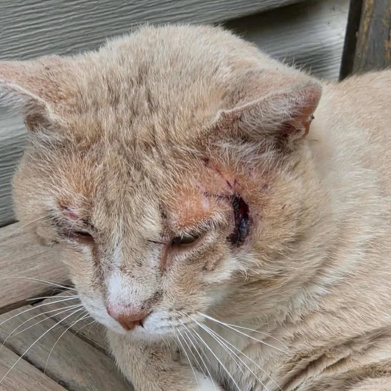 An adult small-sized male Orange / Red Domestic Short Hair cat named Scarface for adoption in Garfield, AR