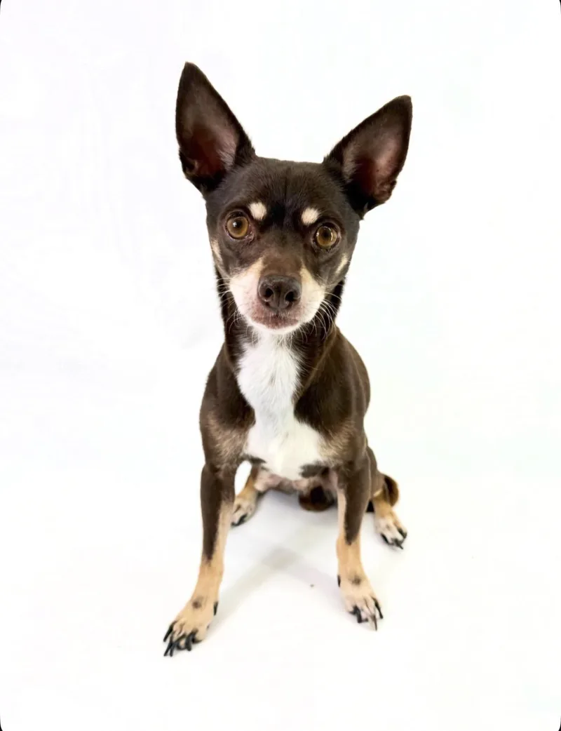 A young small-sized male Brown / Chocolate Chihuahua dog named Oso for adoption in Scottsdale, AZ