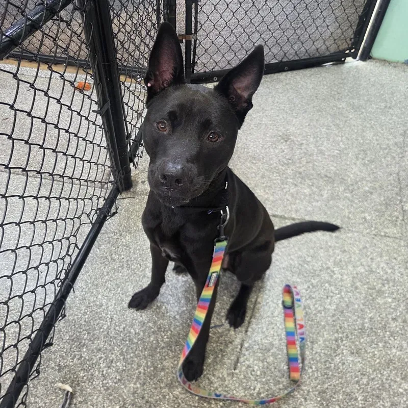 Axel