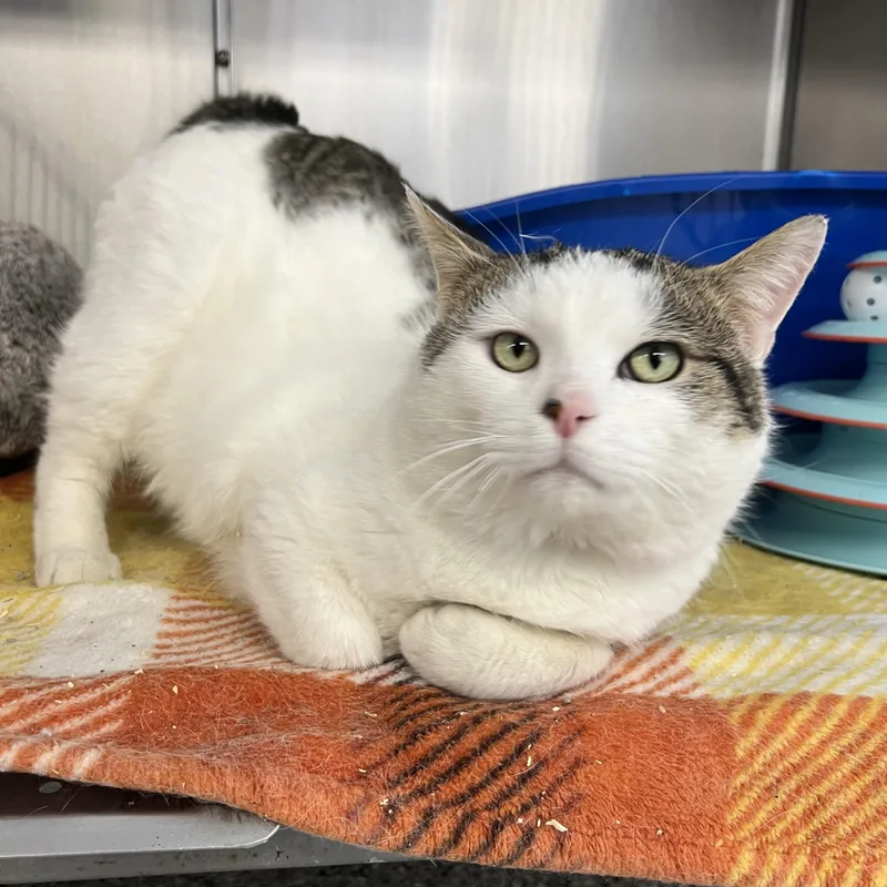 An adult large-sized male Domestic Short Hair cat named Picasso for adoption in Mount Pleasant, MI