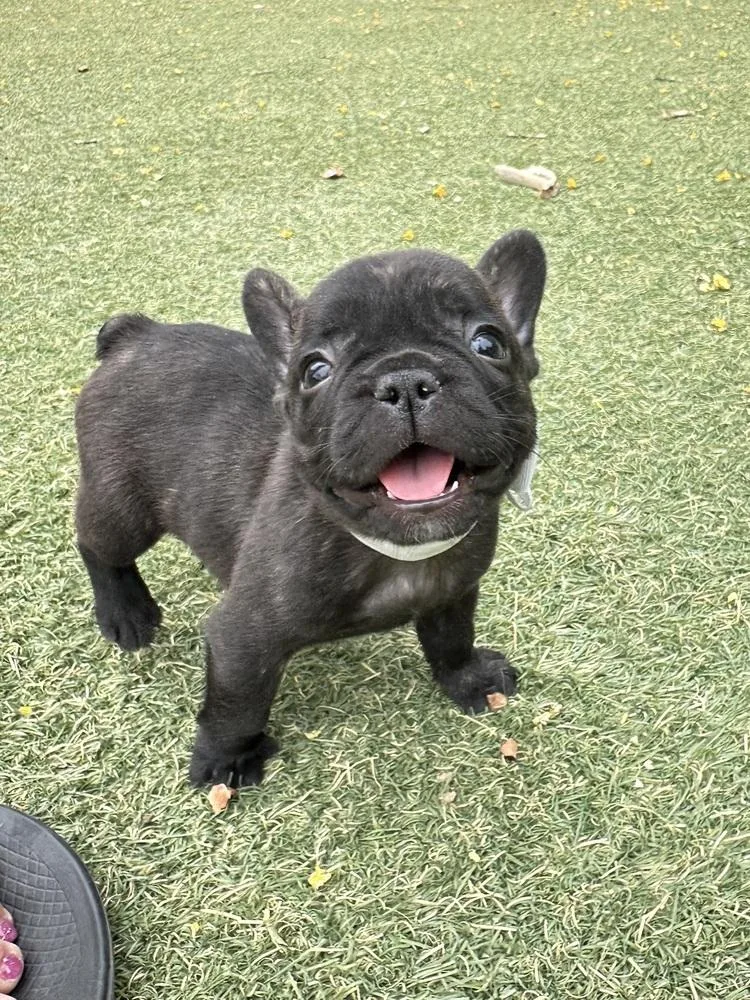 A baby small-sized male French Bulldog dog named Ryder for adoption in ventura, CA