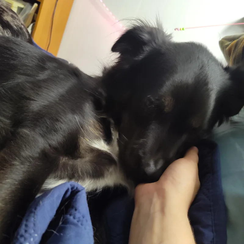 An adult medium-sized male Australian Cattle Dog / Blue Heeler dog named Tanuki for adoption in Addison, IL