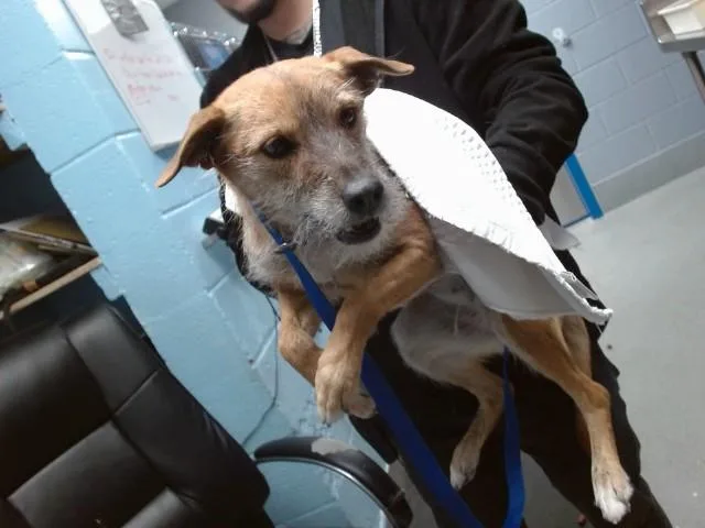 An adult medium-sized female Yorkshire Terrier dog named Chicken for adoption in Albuquerque, NM