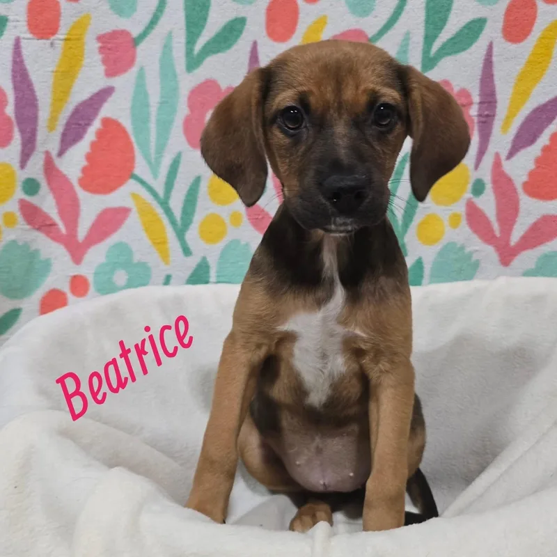 A baby medium-sized male Mixed Breed dog named Beatrice for adoption in Joliet, IL