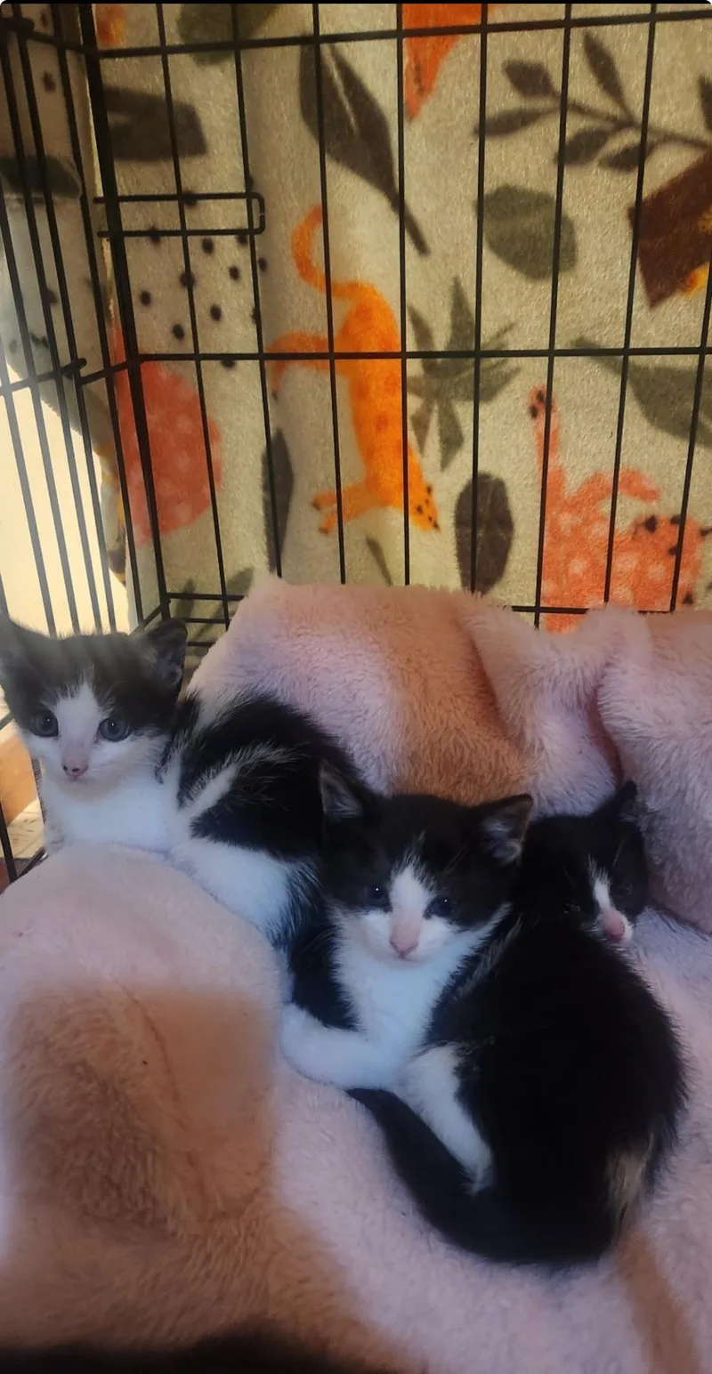 Clementine thumbnail 2