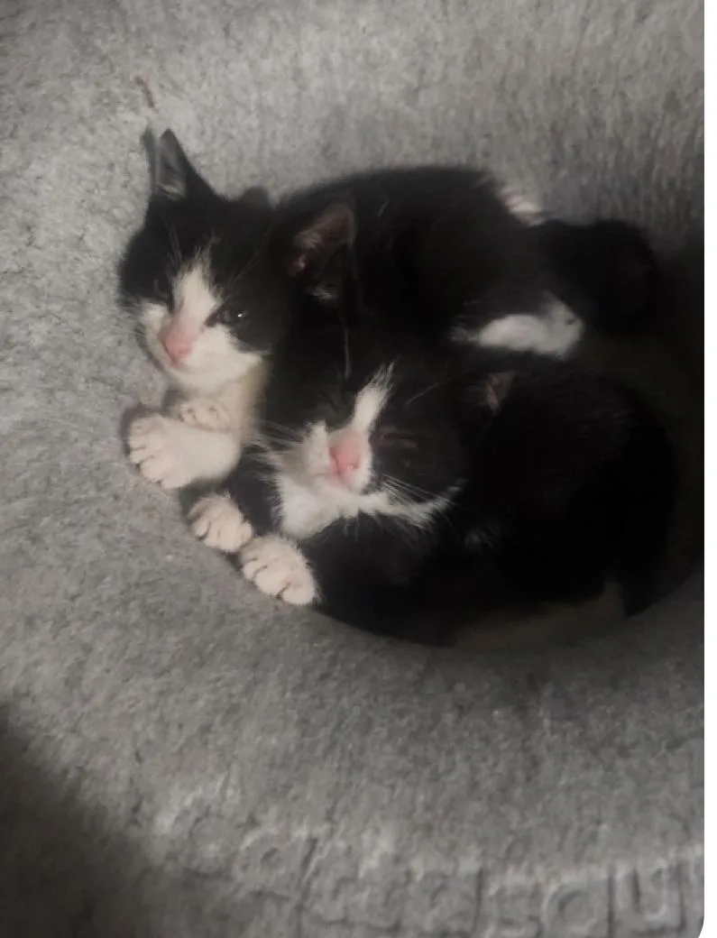 Clementine thumbnail 3