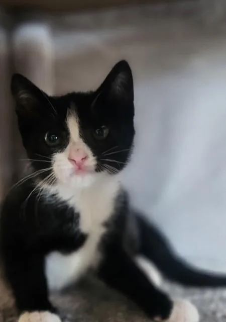 Clementine thumbnail 4