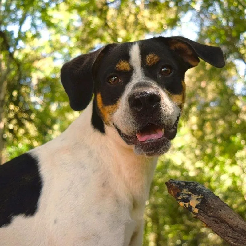 An adult medium-sized male White / Cream Hound dog named Lee for adoption in Birmingham, AL