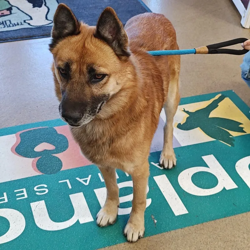 An adult large-sized male Brown / Chocolate German Shepherd Dog dog named Gabriel for adoption in Upland, CA