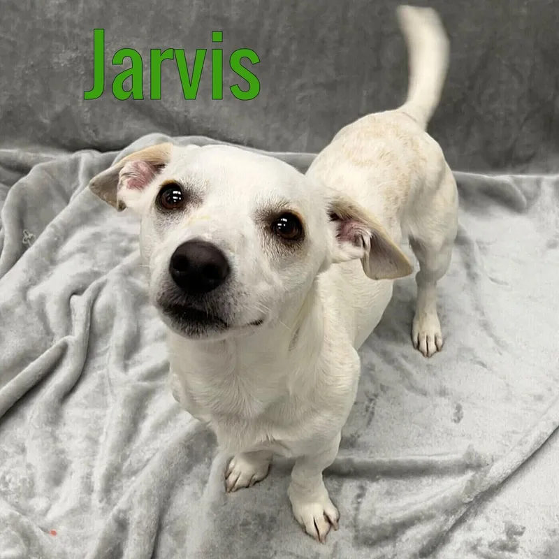 An adult small-sized male Jack Russell Terrier dog named Jarvis for adoption in Pleasantville, NJ