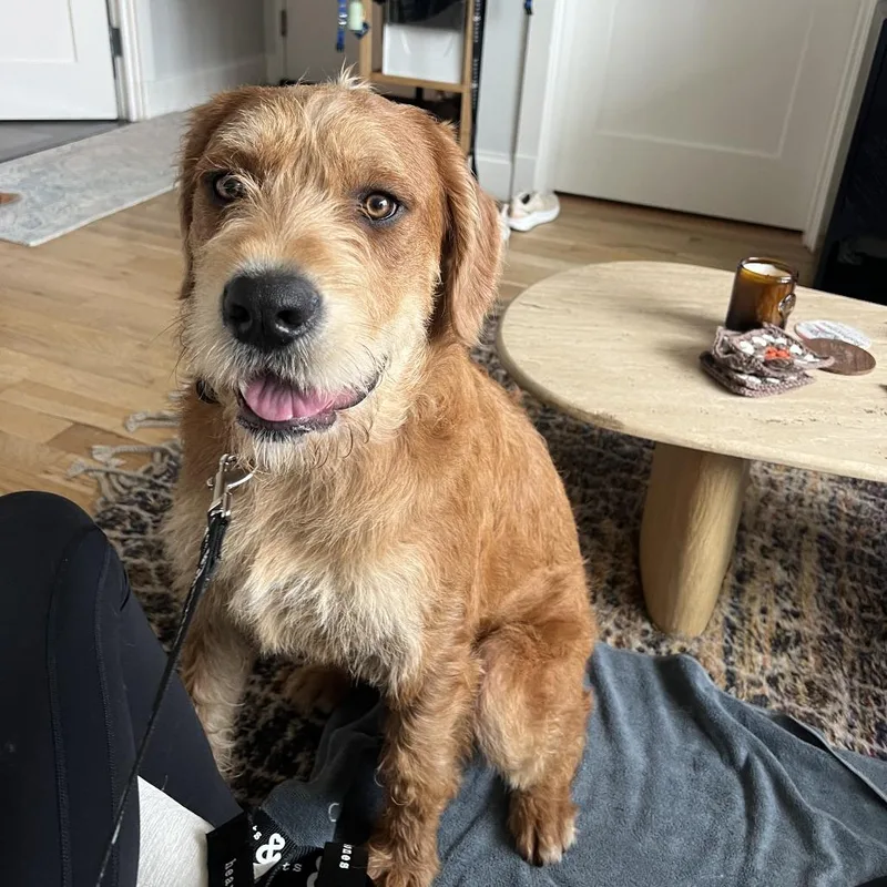 A young large-sized male Yellow / Tan / Blond / Fawn Poodle dog named Oscar for adoption in Brooklyn, NY