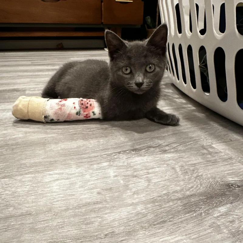 A baby small-sized female Gray / Blue / Silver Domestic Short Hair cat named Guinness for adoption in Philadelphia, PA