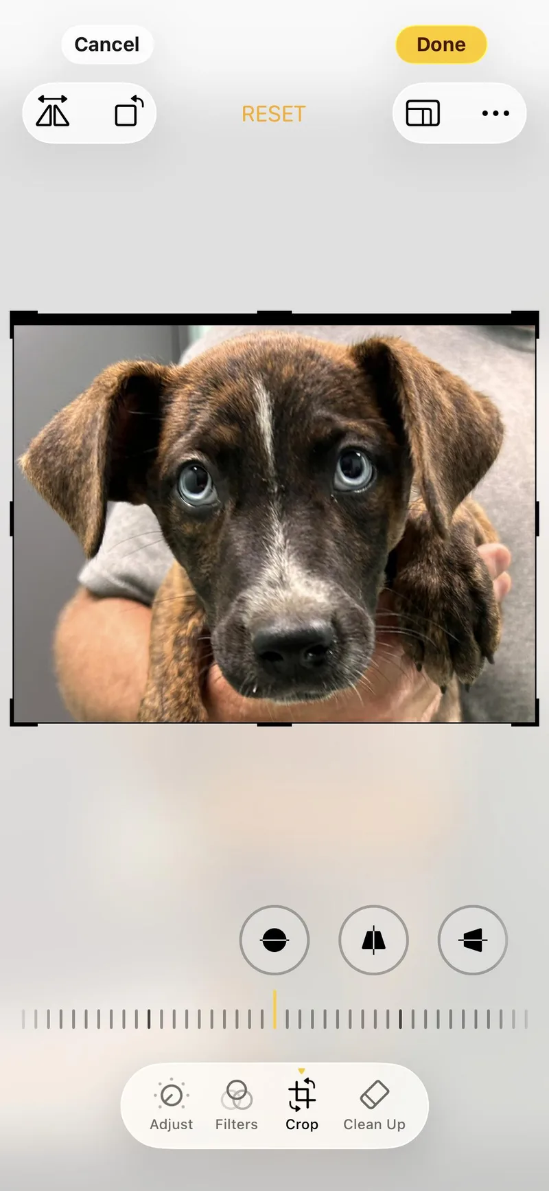 A baby medium-sized male Australian Cattle Dog / Blue Heeler dog named Tommy phil for adoption in seaside heights, NJ