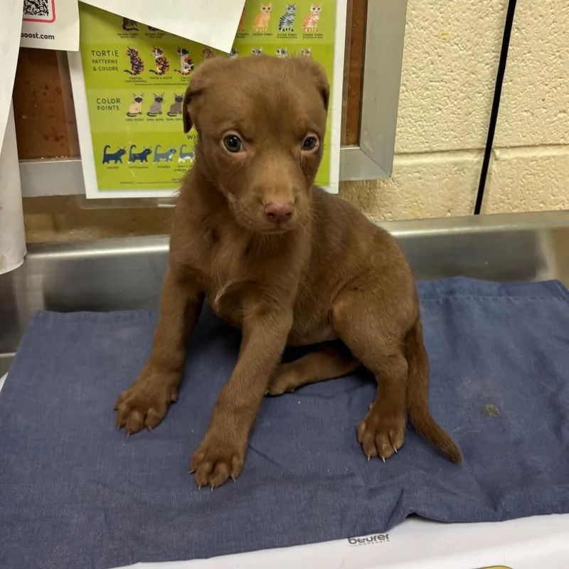 A baby small-sized female Brown / Chocolate Mixed Breed dog named Comet for adoption in Memphis, TN