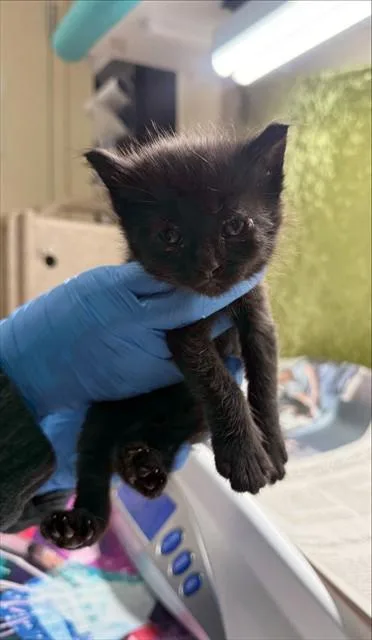A baby small-sized female Domestic Short Hair cat named Willow for adoption in Riverside, CA
