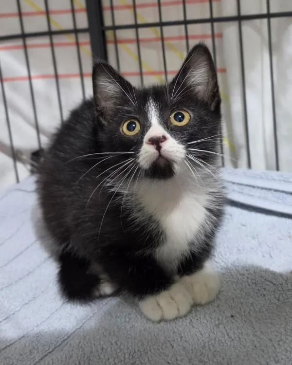 A baby small-sized female Domestic Short Hair cat named Krish for adoption in Novato, CA