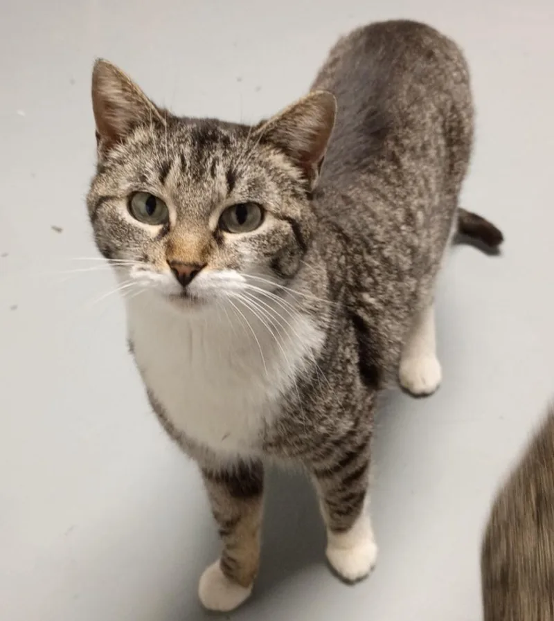A young medium-sized female Domestic Short Hair cat named Delta for adoption in Batesville, AR