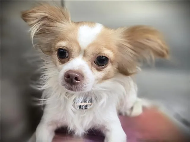 An adult small-sized male Chihuahua dog named Micheal for adoption in Los Angeles, CA
