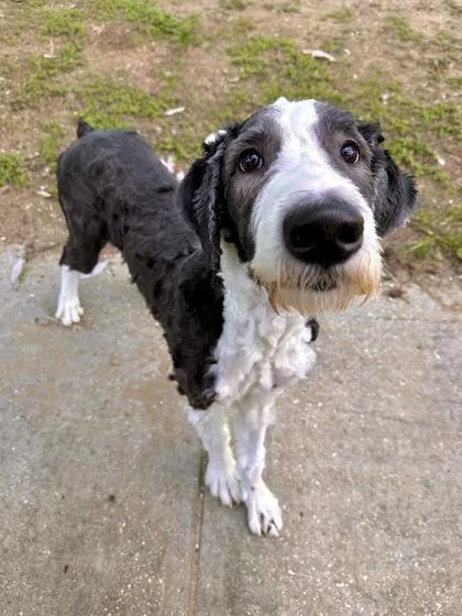 An adult large-sized male Standard Poodle dog named Joe for adoption in New Orleans, LA