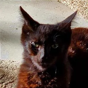 An adult large-sized male Black Domestic Short Hair cat named Ernie for adoption in Boston, MA