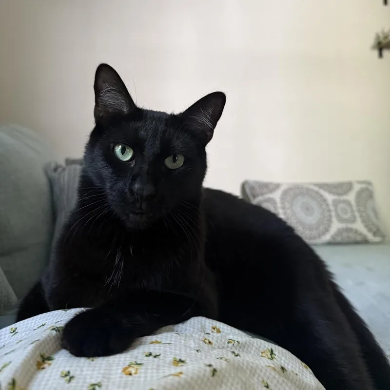 Ernie thumbnail 6