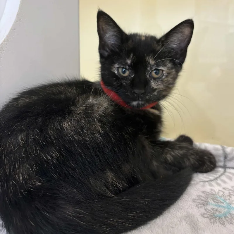 A baby small-sized female Tortoiseshell Domestic Short Hair cat named Poppy for adoption in Beaumont, TX