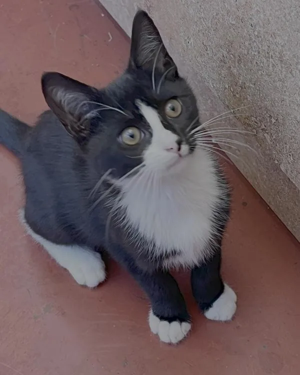 A baby small-sized male Domestic Short Hair cat named Phi Phi for adoption in Novato, CA