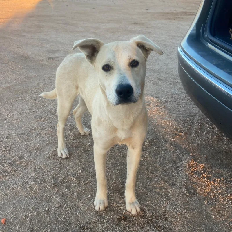 A young large-sized female Apricot / Beige Yellow Labrador Retriever dog named Pepper for adoption in Pasadena, CA