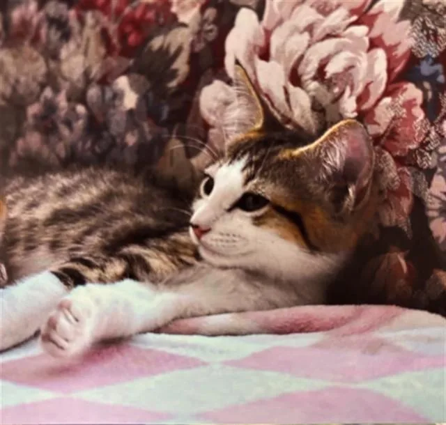 A baby medium-sized female Domestic Short Hair cat named Garnet A for adoption in Plano, TX