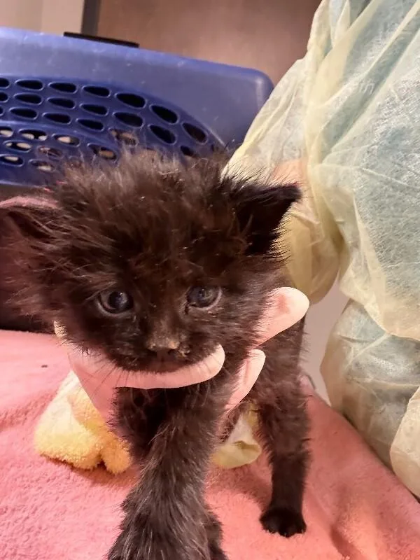 A young medium-sized male Black Domestic Medium Hair cat named Campbell for adoption in Fort Collins, CO