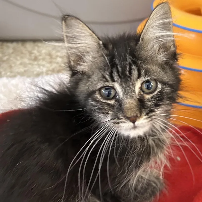 A baby small-sized male Black Domestic Short Hair cat named Rangoon for adoption in Kanab, UT