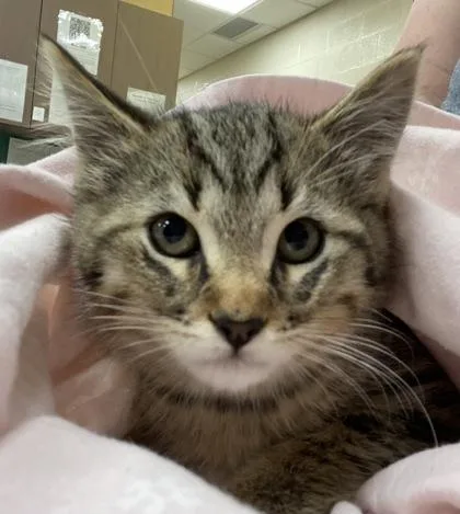 An adult medium-sized male Domestic Short Hair cat named Luis for adoption in Fishers, IN
