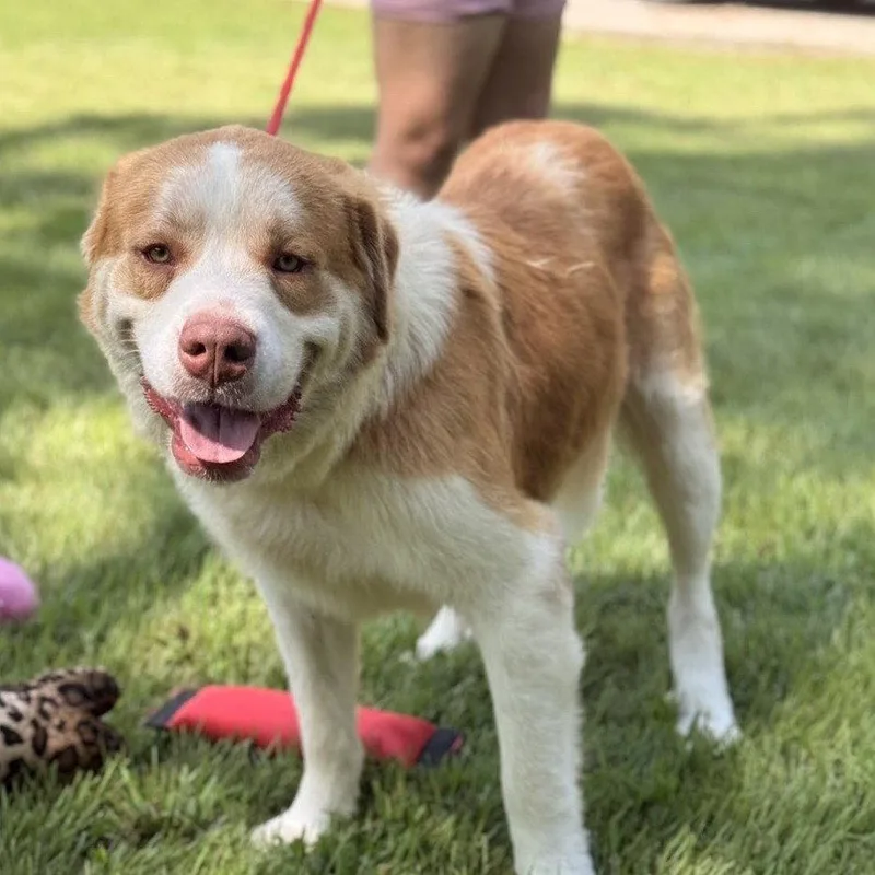 A young large-sized male Australian Shepherd dog named Little T for adoption in Locust Fork, AL