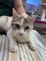 An adult medium-sized female Dilute Calico cat named Leia for adoption in Phoenix, AZ