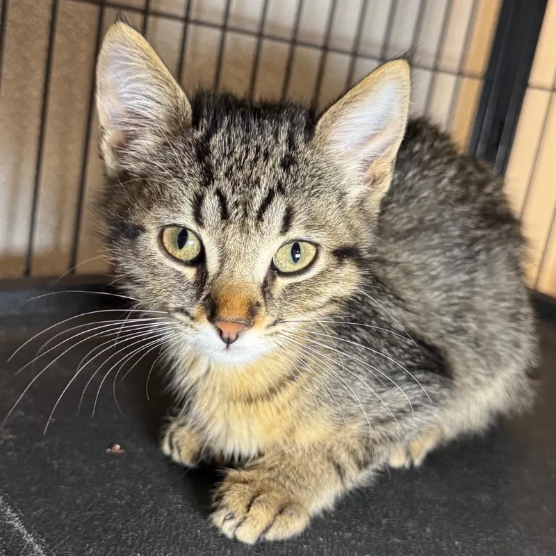 A baby small-sized female Domestic Short Hair cat named Tinkerbelle for adoption in Saginaw, MI