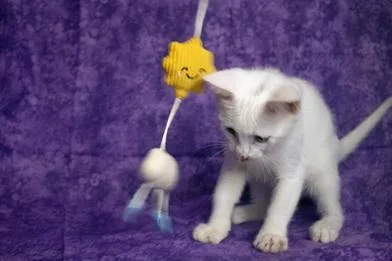 A baby medium-sized male White Domestic Short Hair cat named Danny for adoption in Liverpool, TX