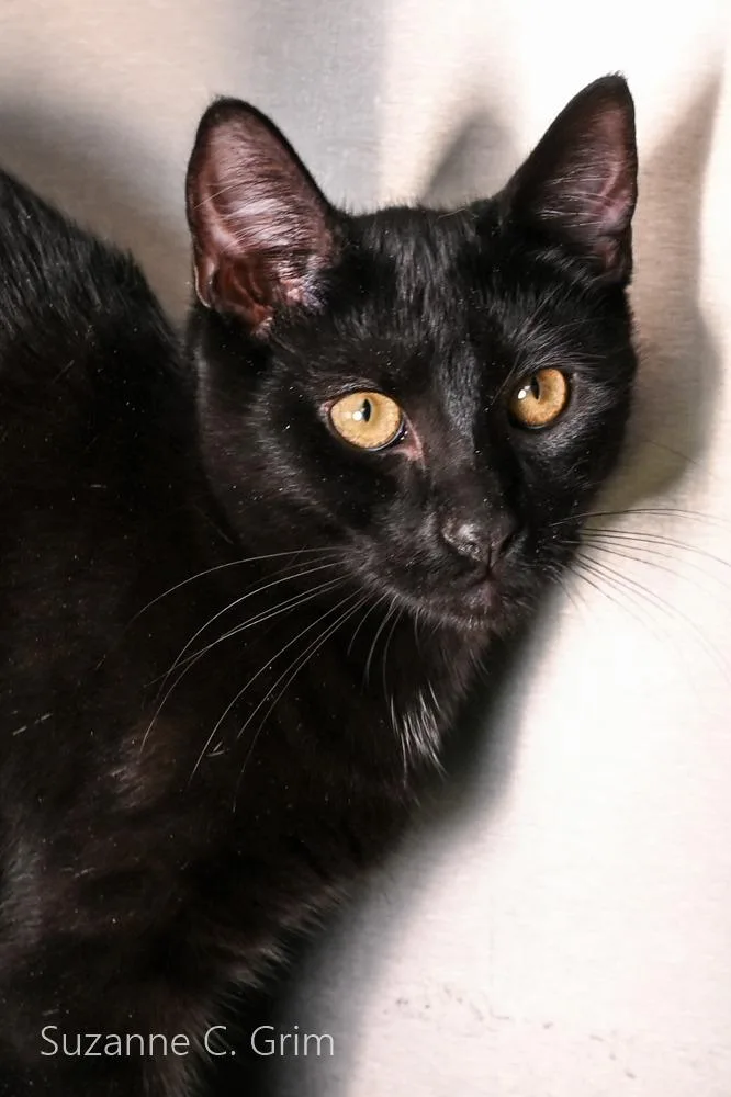 A baby medium-sized male Domestic Short Hair cat named Scrappy for adoption in New Orleans, LA