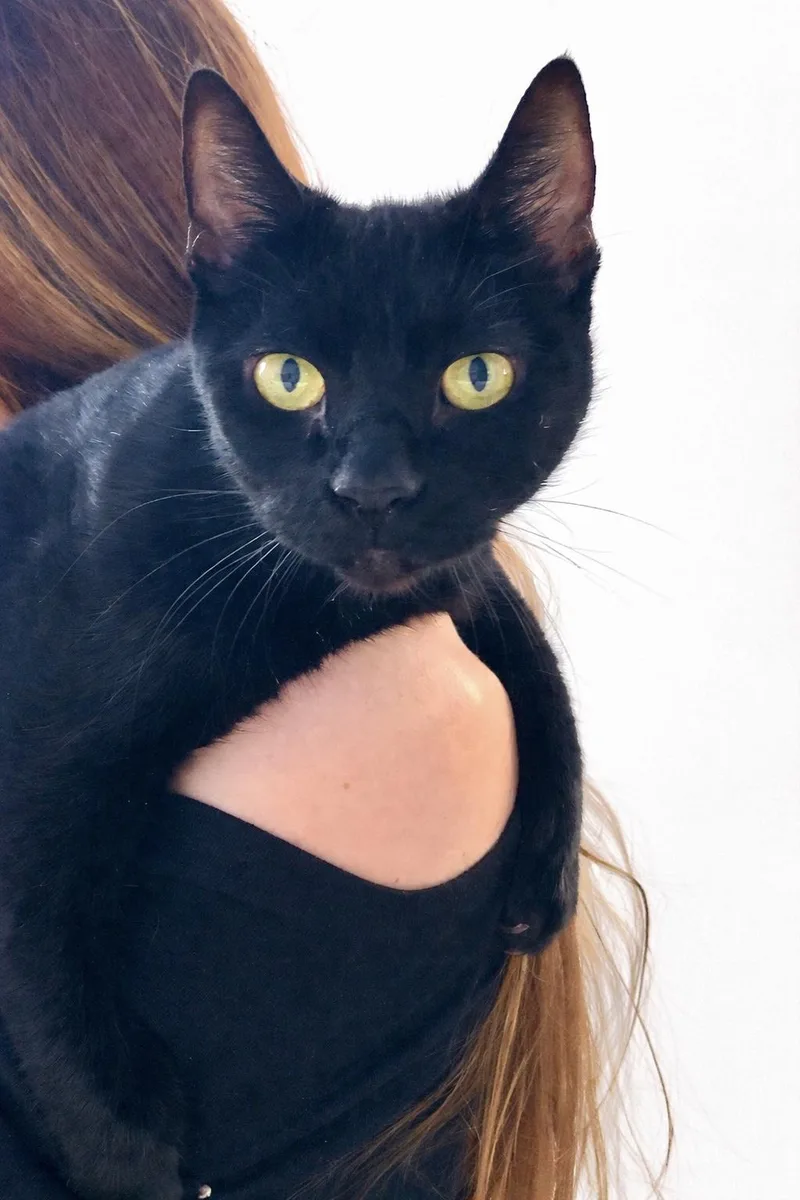 An adult medium-sized female Black Domestic Short Hair cat named Sevenso Cuddly Likes To for adoption in Port Orange, FL