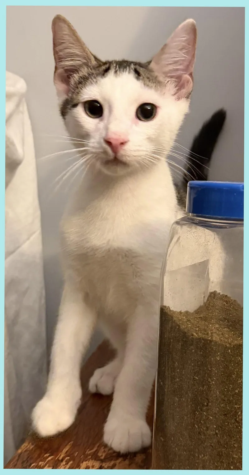 A baby medium-sized male Domestic Short Hair cat named Tio Maria for adoption in Brooklyn, NY