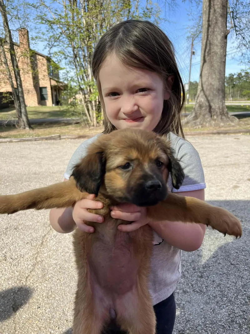 Bunny The Chiweenie Puppy