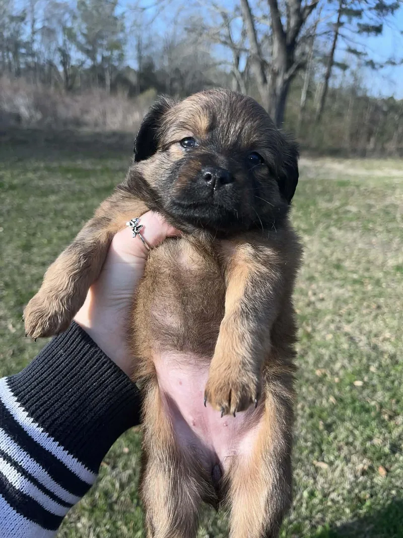 Bunny The Chiweenie Puppy thumbnail 2