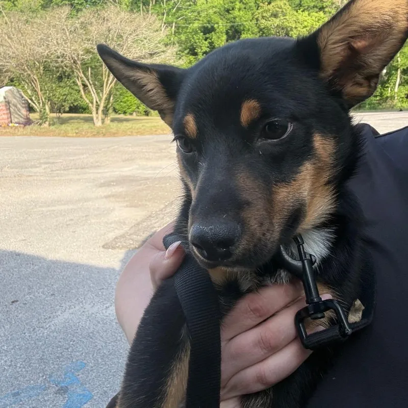 A baby small-sized male Black Cattle Dog dog named Boom for adoption in Montgomery, AL