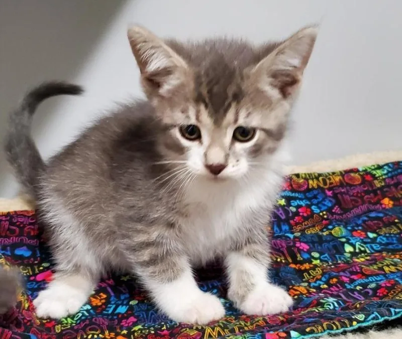 A baby small-sized male Domestic Short Hair cat named Bramble And Broderick for adoption in Rockford, IL