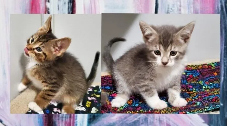 Bramble And Broderick thumbnail 2