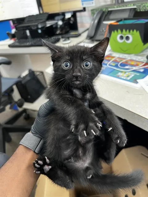A baby medium-sized male Domestic Medium Hair cat named Ramone for adoption in Dallas, TX