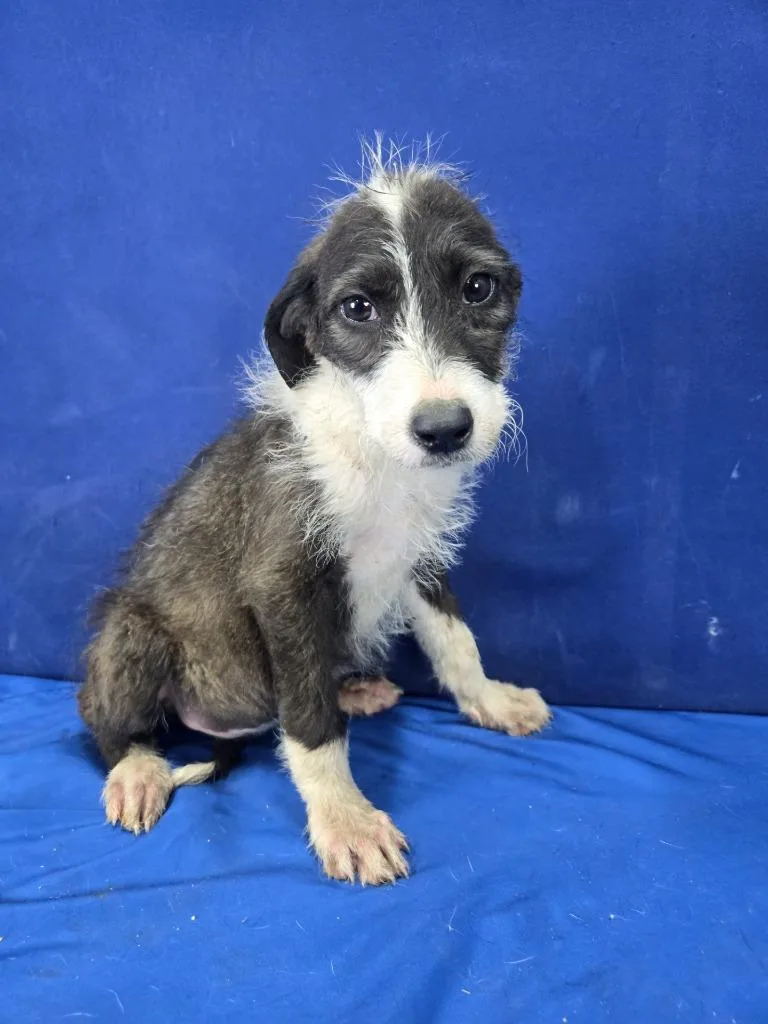 A baby large-sized female Mixed Breed dog named Daisychain for adoption in Ruston, LA