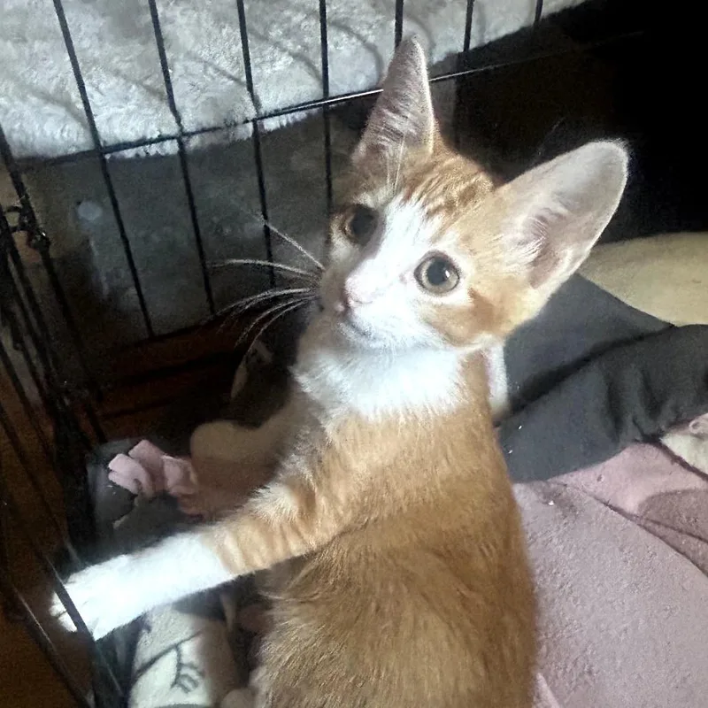 A baby small-sized male Orange / Red American Shorthair cat named Dumbo for adoption in Calimesa, CA