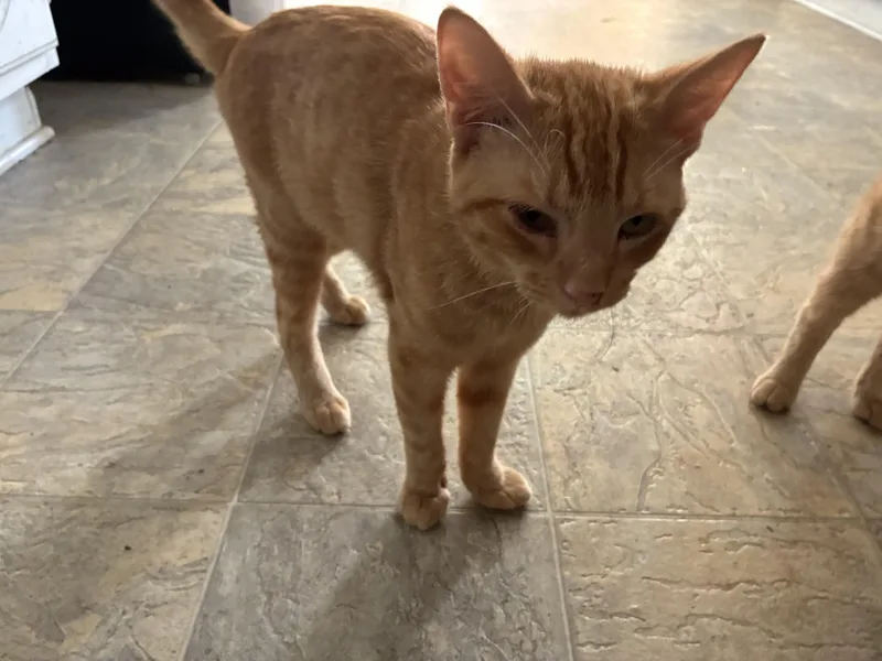 A young medium-sized male Orange & White Tabby cat named Pumpkin & Bear for adoption in Dawson, GA