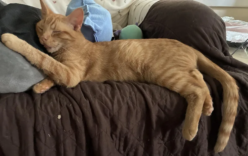 Pumpkin & Bear thumbnail 3