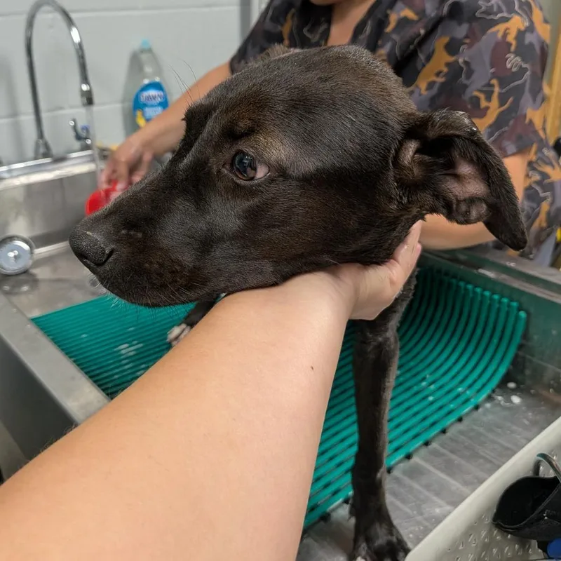 A baby small-sized female Black Mixed Breed dog named Sable for adoption in Grand Rapids, MI